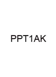 Practice Phylogenetic Trees 1 Answer Key