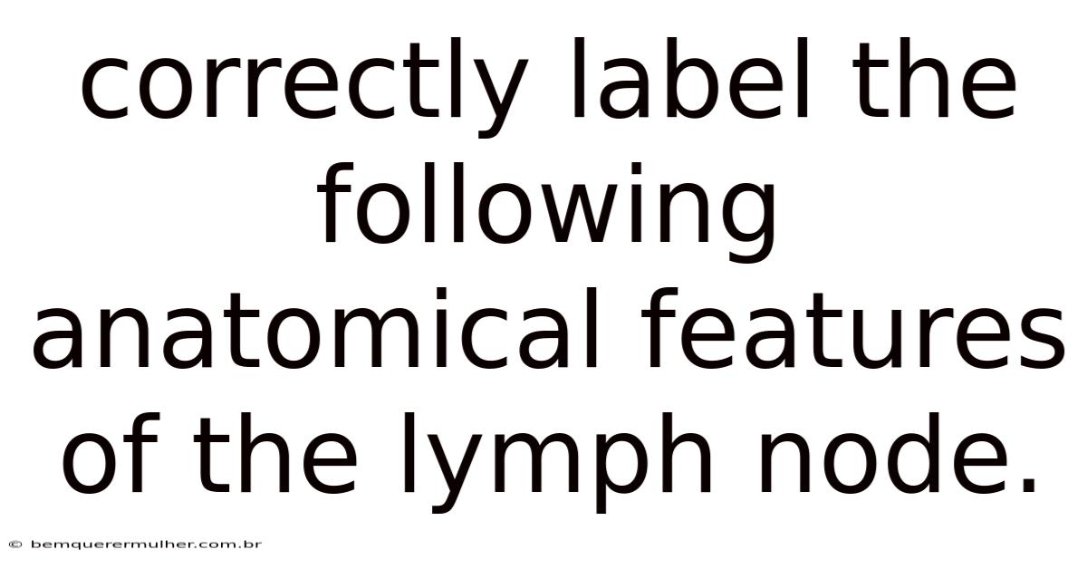 Correctly Label The Following Anatomical Features Of The Lymph Node.