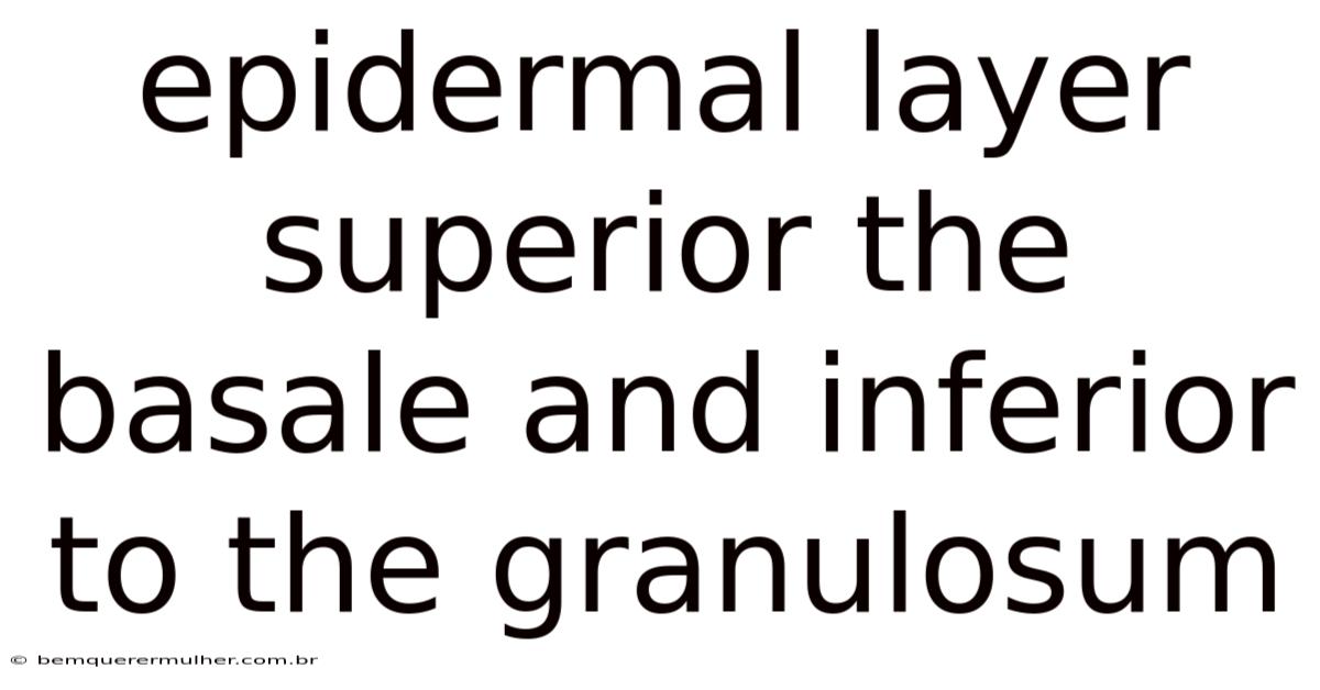 Epidermal Layer Superior The Basale And Inferior To The Granulosum