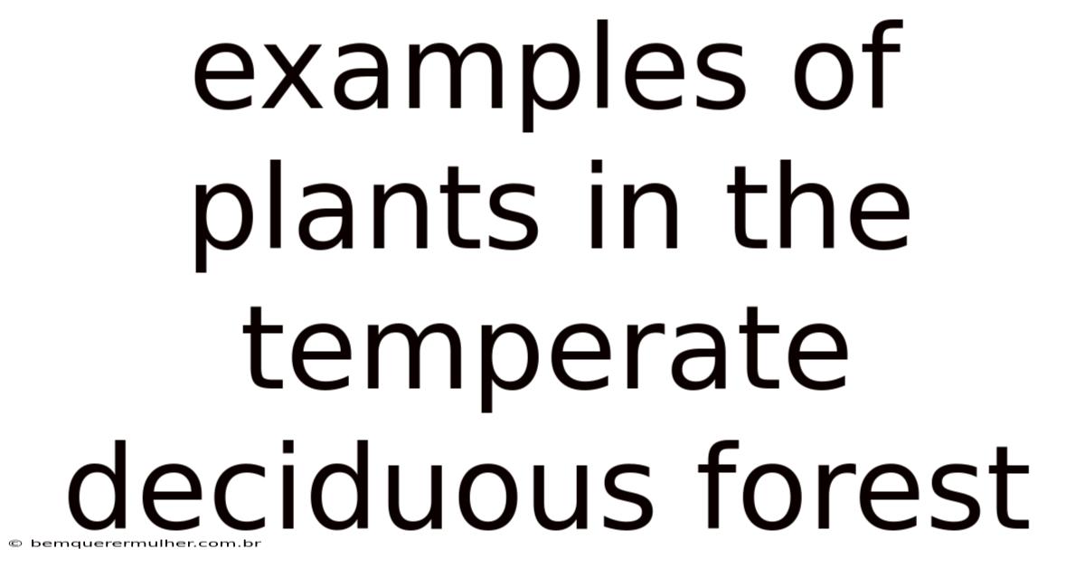 Examples Of Plants In The Temperate Deciduous Forest