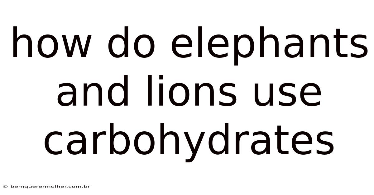 How Do Elephants And Lions Use Carbohydrates